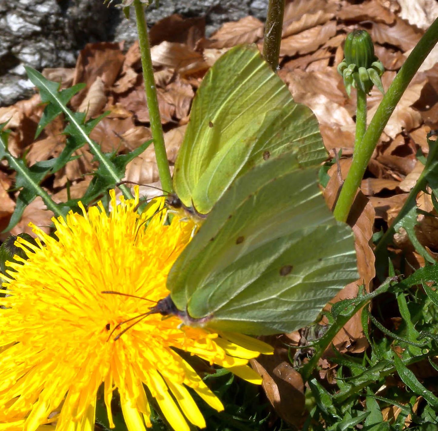 Coppia di Gonepteryx